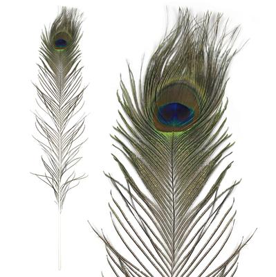 Large Peacock Eye Feathers