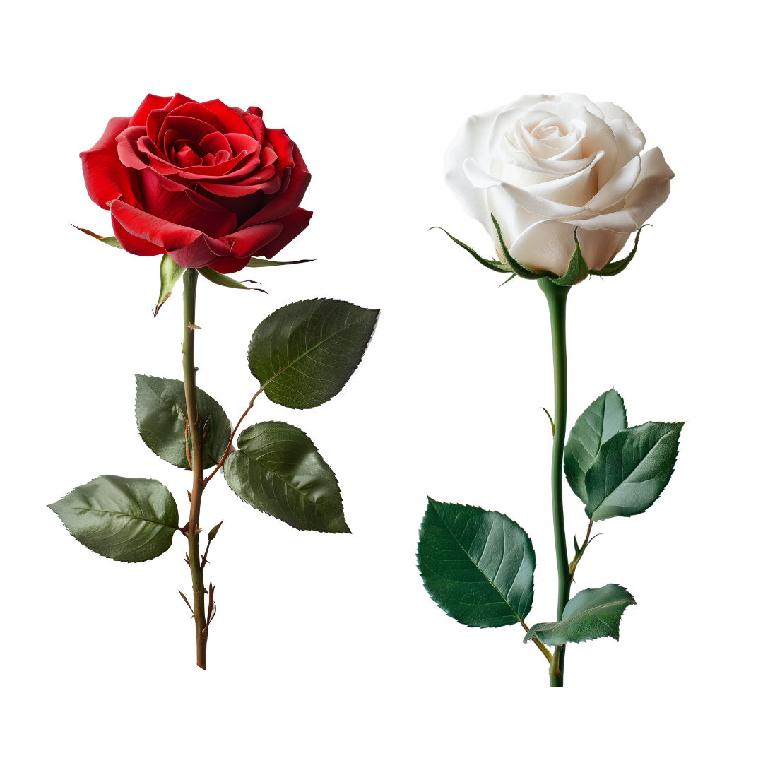 Unwrapped Single Grave Rose